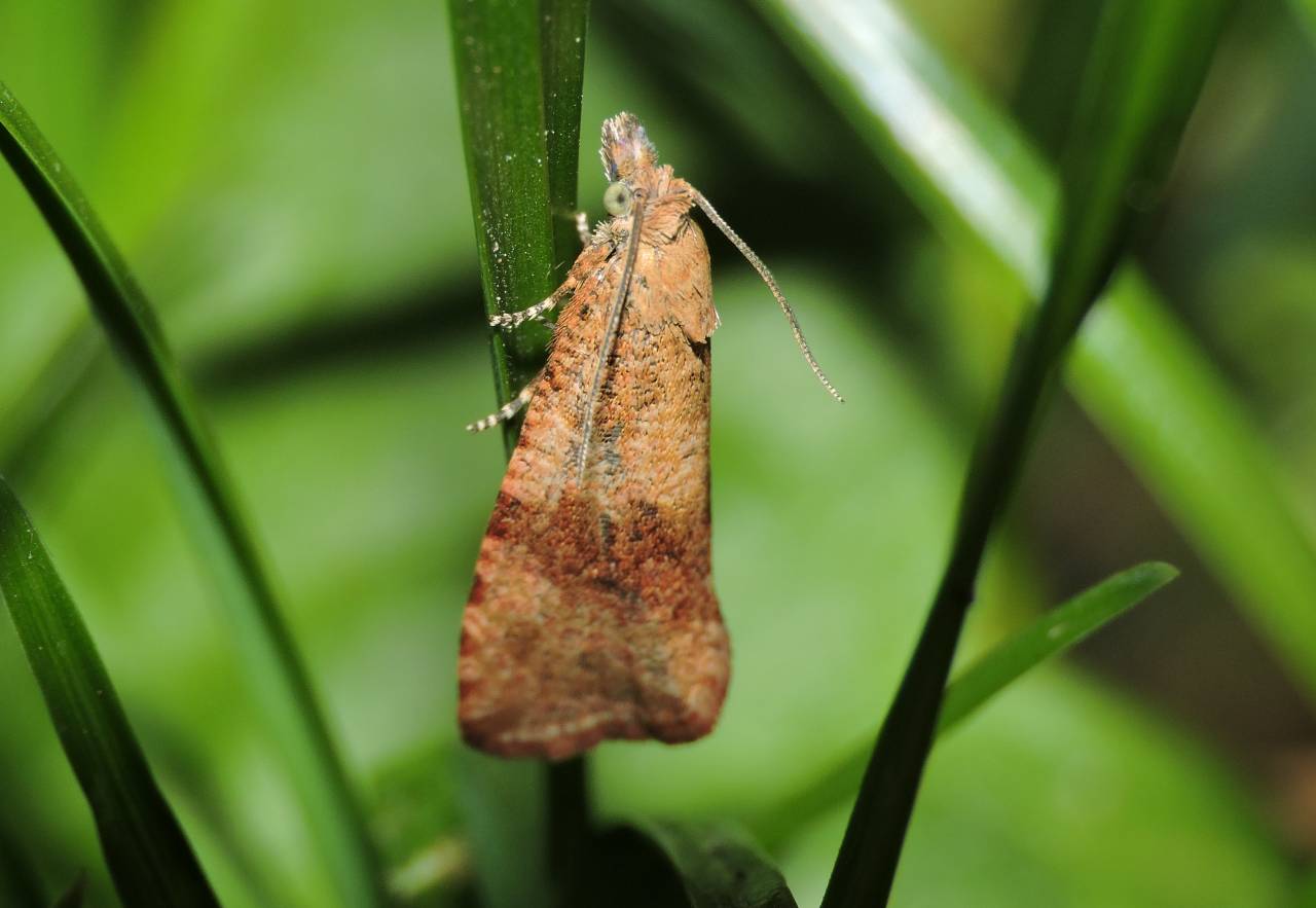 Tortricidae 2 - Celypha striana