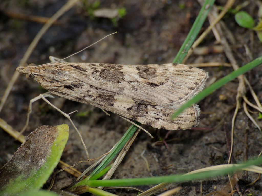 Nomophila noctuella a febbraio