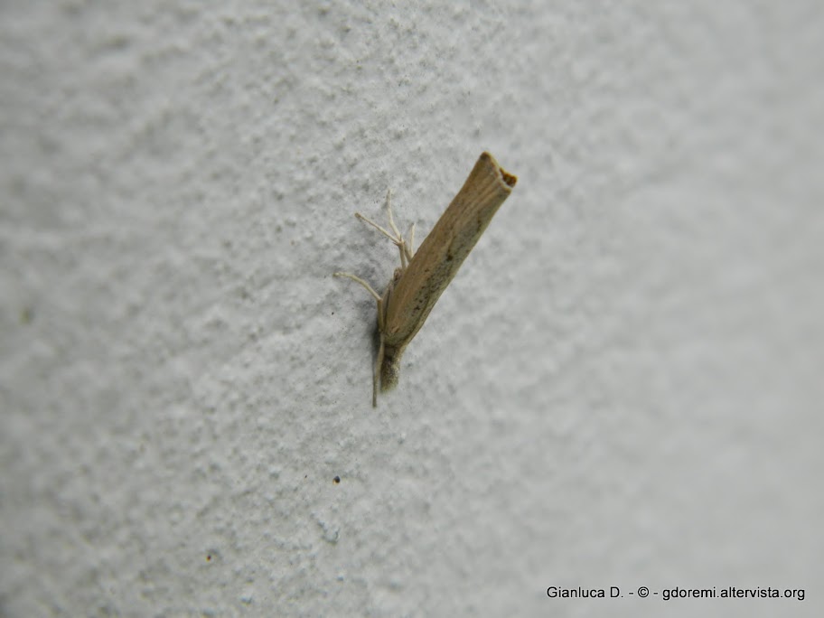 Crambidae da identificare