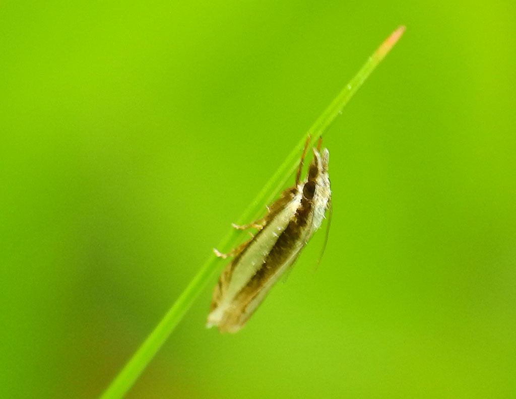 Richiesta aiuto per ID - Angustalius malacellus, Crambidae