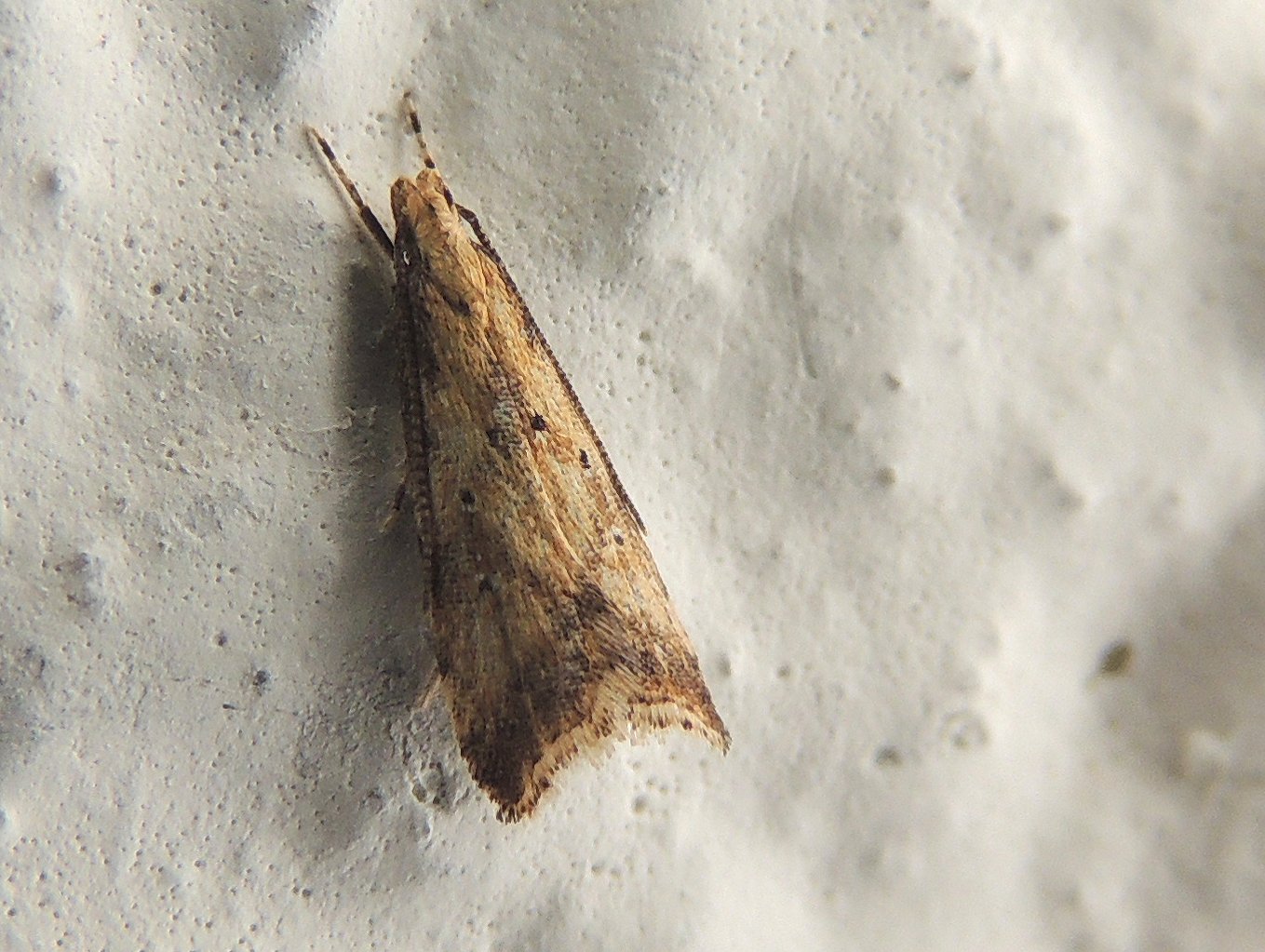 Piccola falena ID