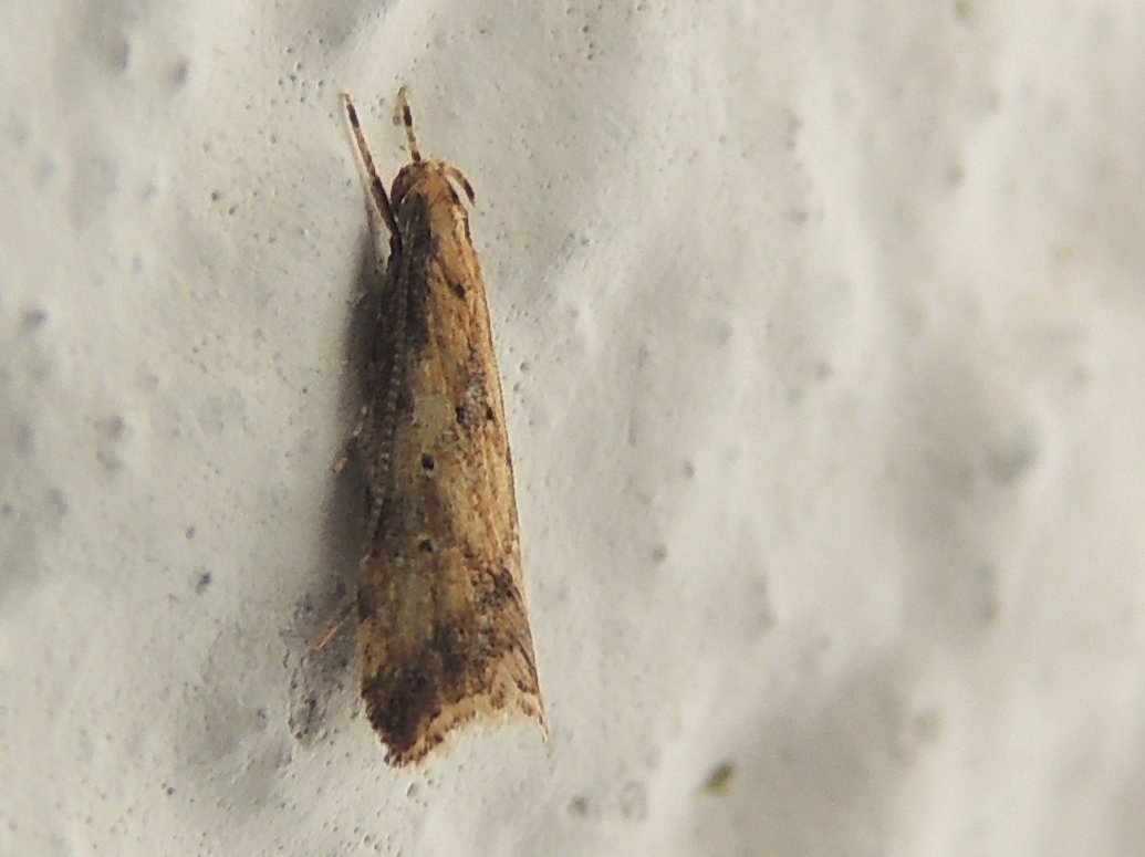 Piccola falena ID