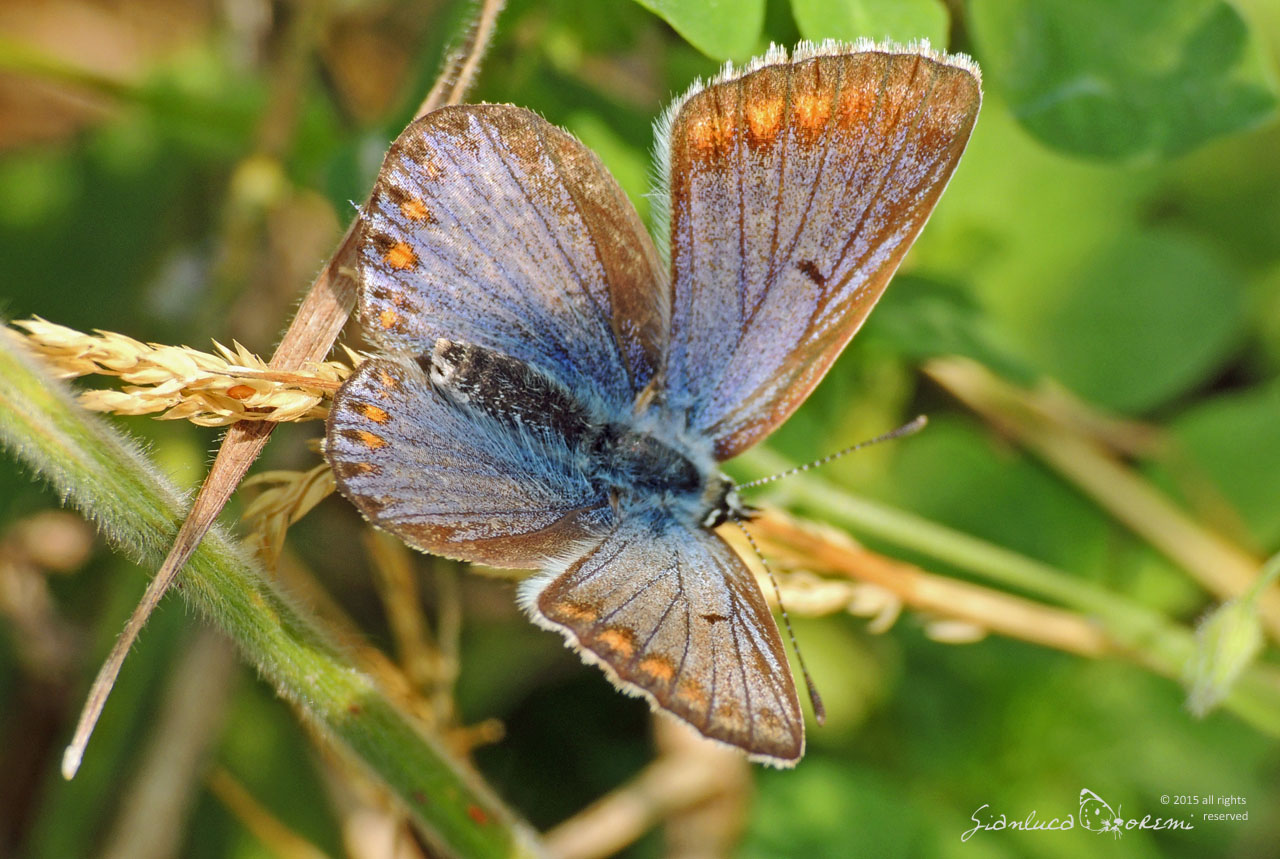 Polyommatus icarus forma caerulescens