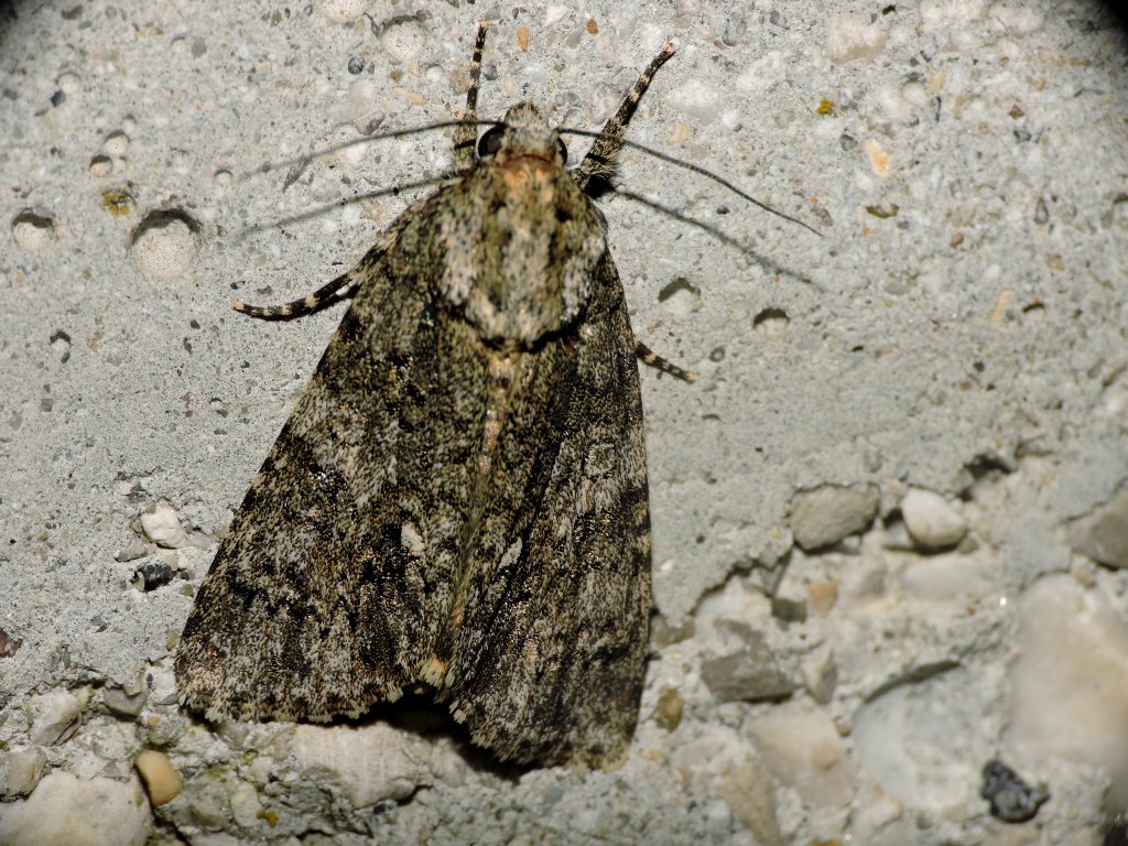 Falena da identificare 6 - Acronicta (Viminia) rumicis