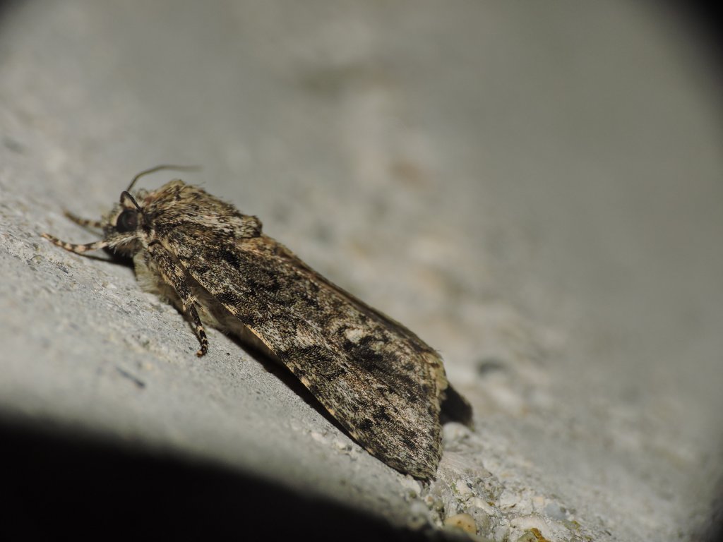 Falena da identificare 6 - Acronicta (Viminia) rumicis