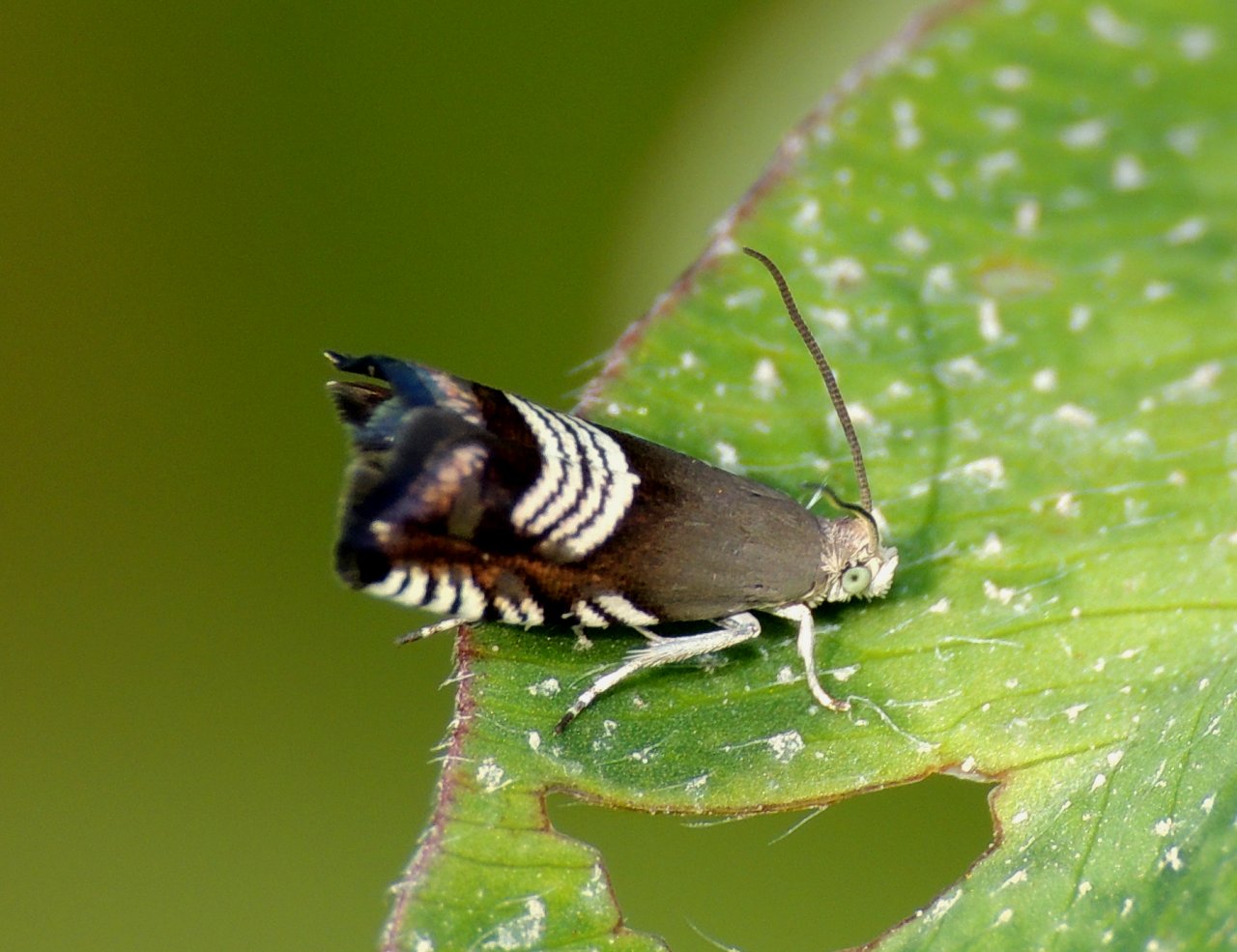 Tortricidae 6 - Grapholita compositella