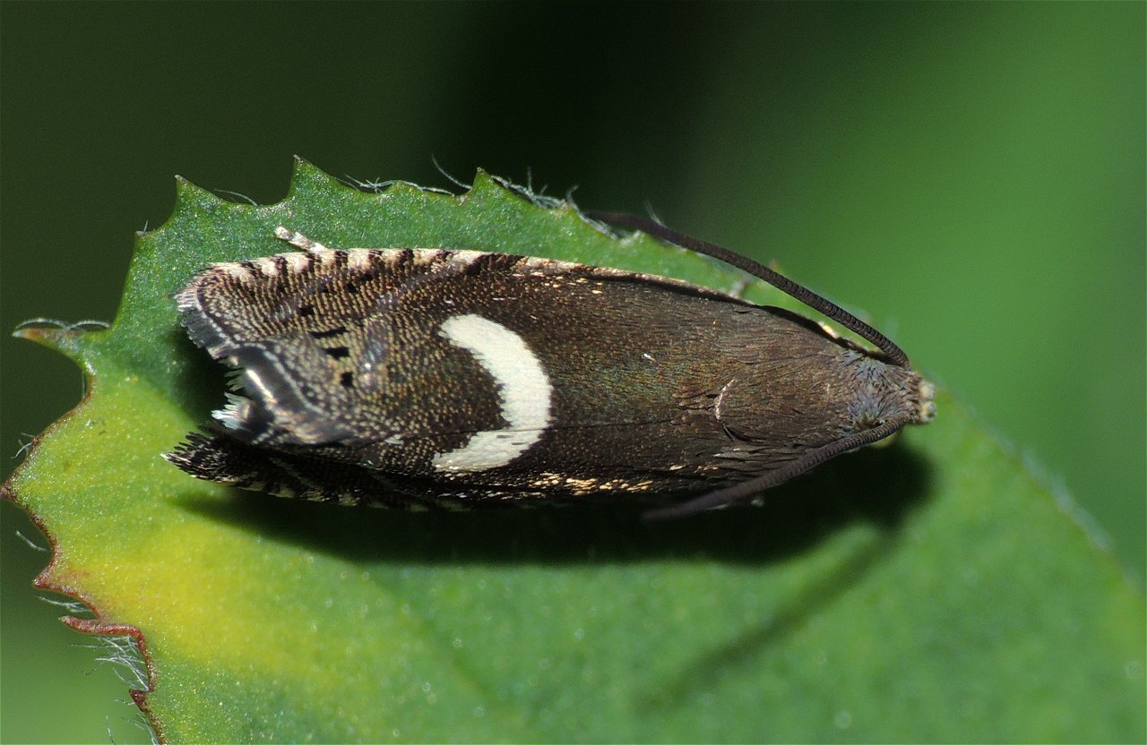 Tortricidae 7 - Grapholita lunulana