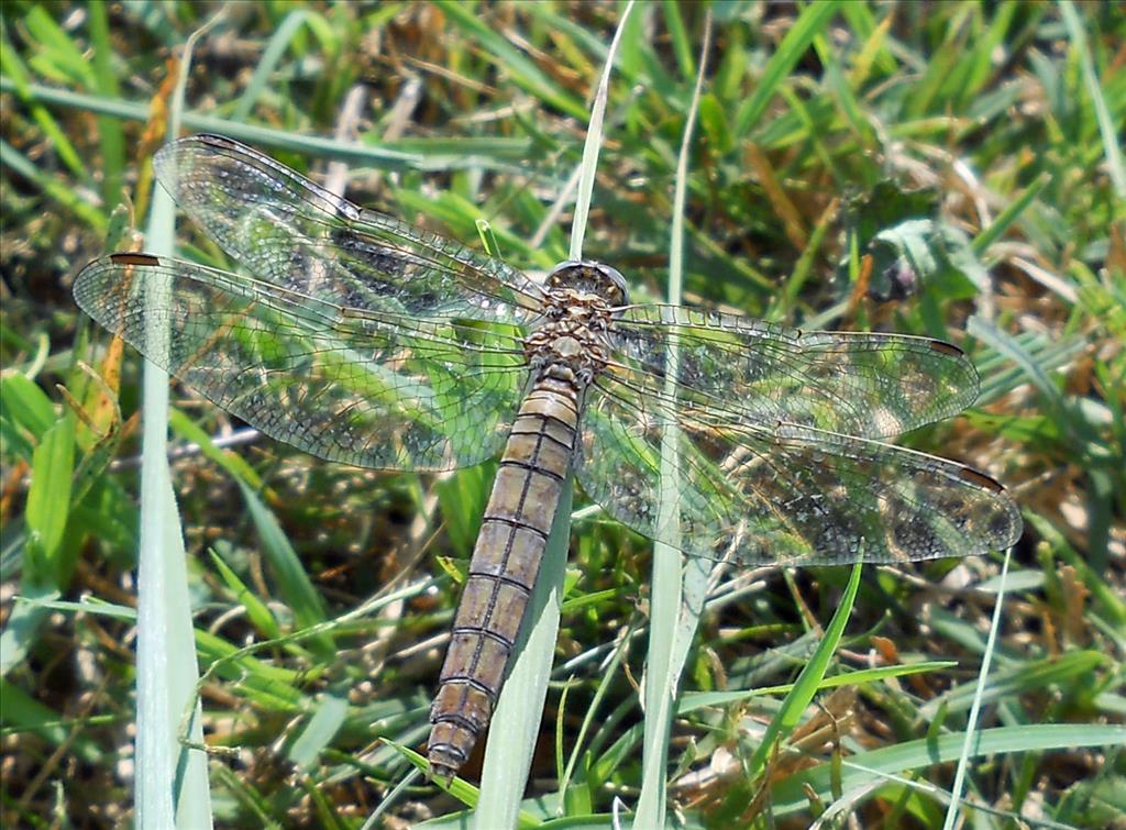 Richiesta ID: femmina Orthetrum brunneum