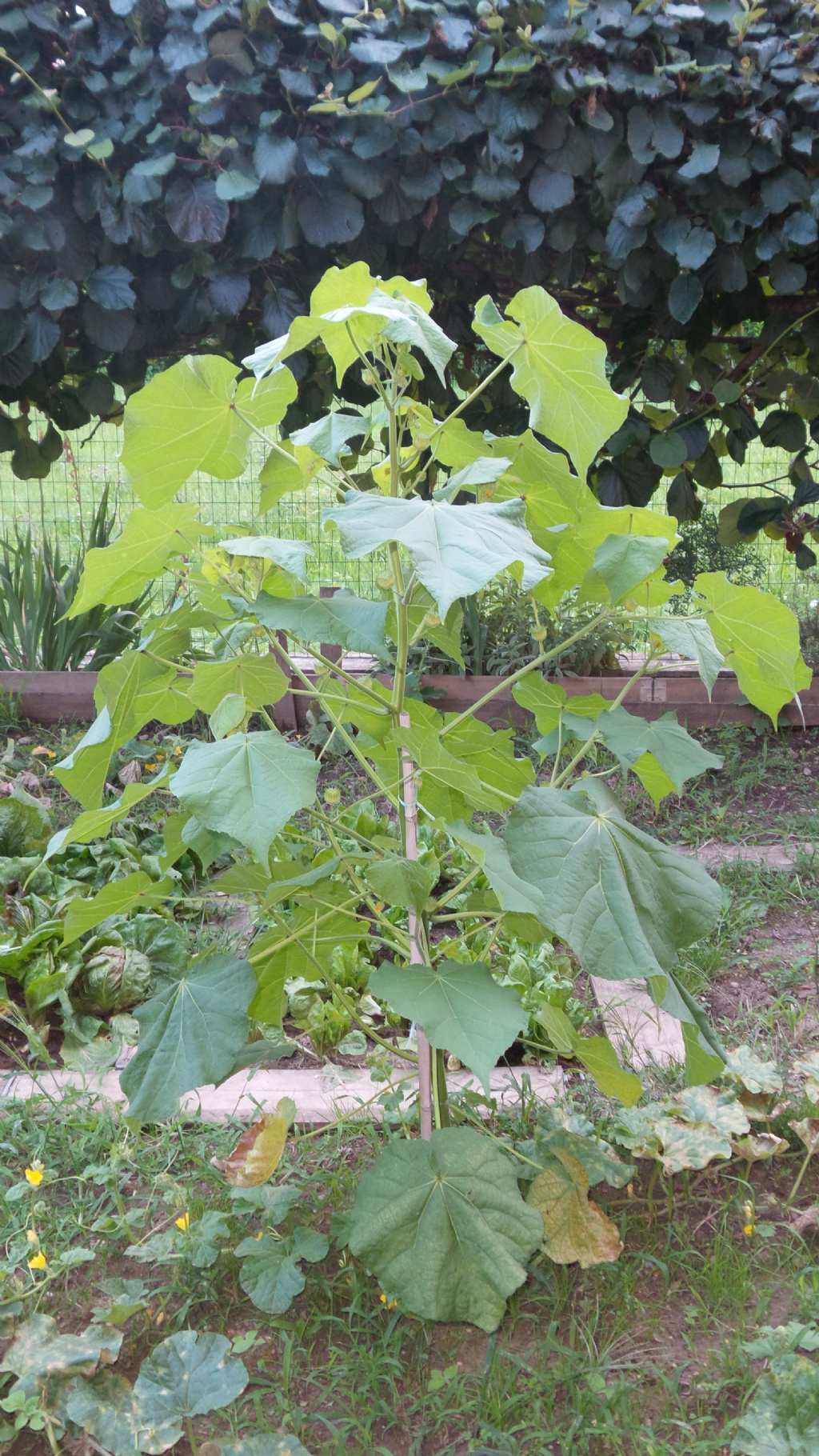 Abutilon theophrasti