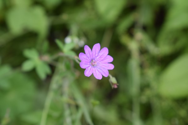 Geranium pyrenaicum