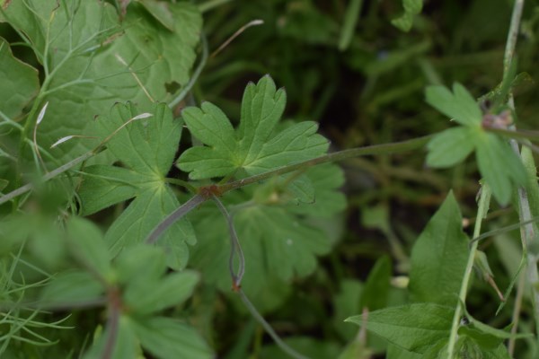 Geranium pyrenaicum