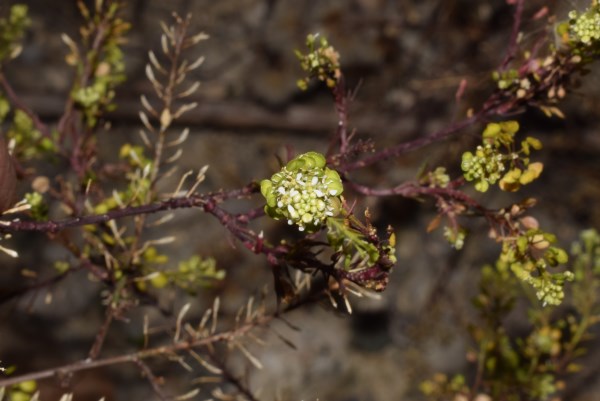 Lepidium virginicum