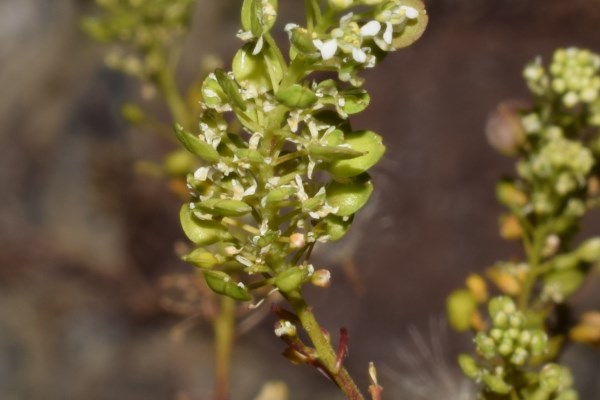 Lepidium virginicum