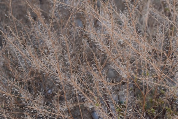 Lepidium virginicum