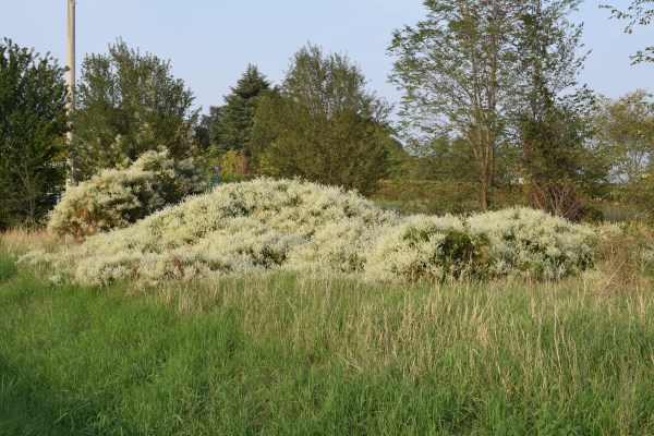 Fallopia baldschuanica (Polygonaceae)