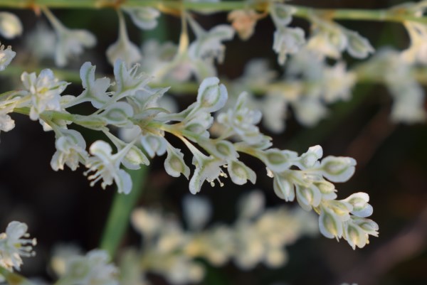 Fallopia baldschuanica (Polygonaceae)