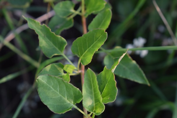 Fallopia baldschuanica (Polygonaceae)