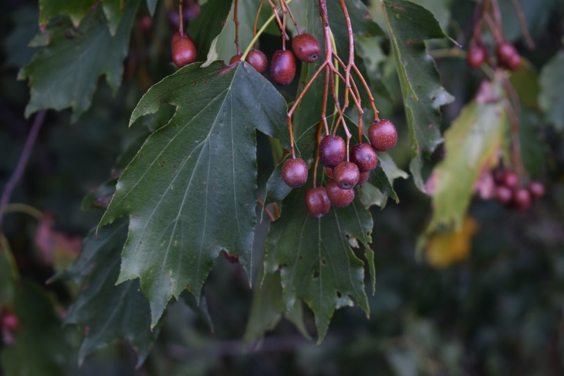 Albero con bacche - Sorbus torminalis