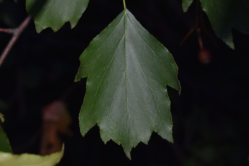 Albero con bacche - Sorbus torminalis