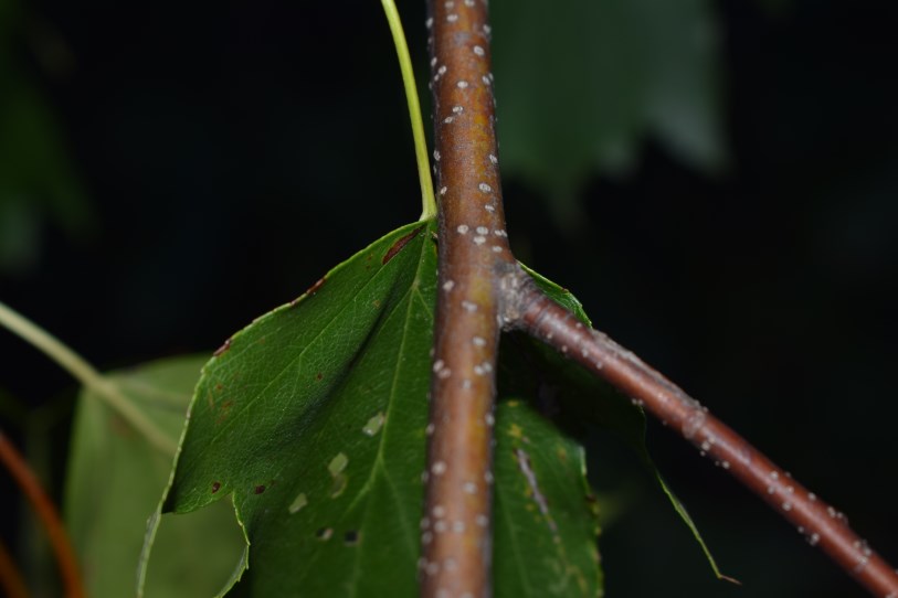 Albero con bacche - Sorbus torminalis