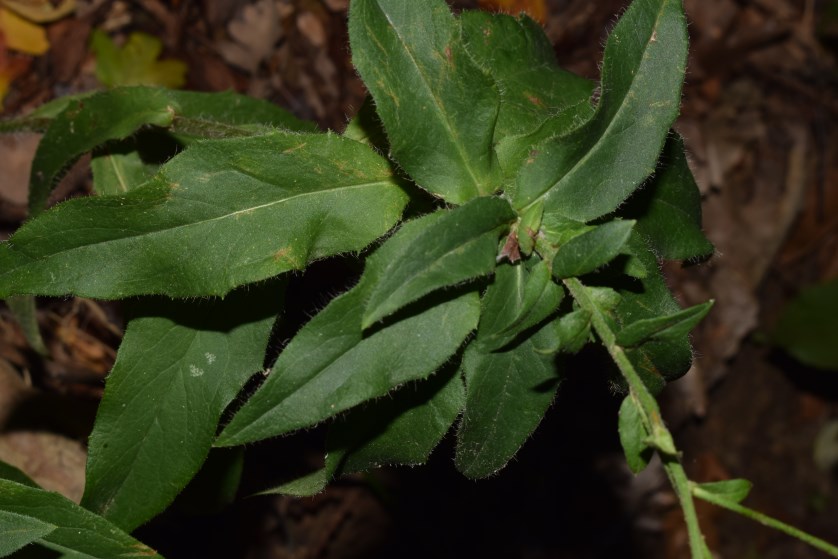 Hieracium?