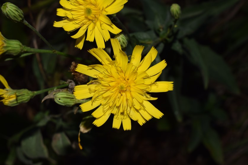 Hieracium?