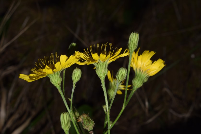 Hieracium?