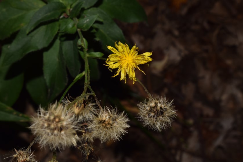 Hieracium?