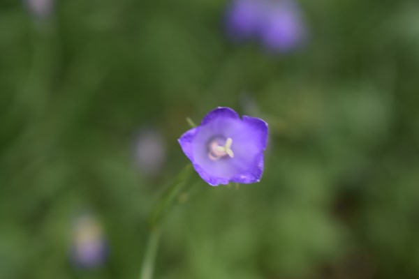 Campanula cfr. scheuchzeri