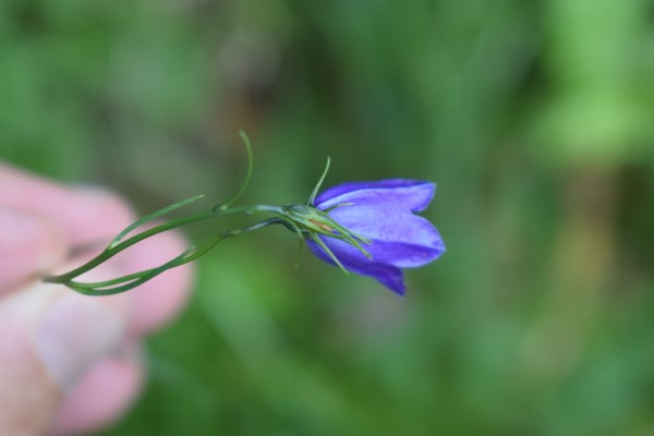 Campanula cfr. scheuchzeri