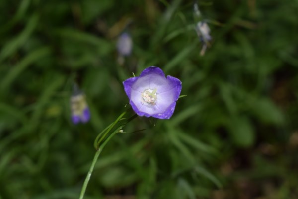 Campanula cfr. scheuchzeri