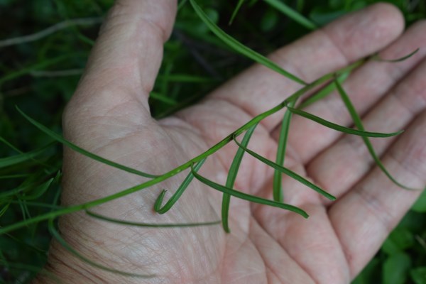 Campanula cfr. scheuchzeri