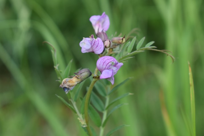 Vicia cfr.sepium