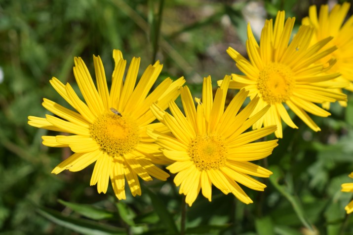 Buphthalmum salicifolia?