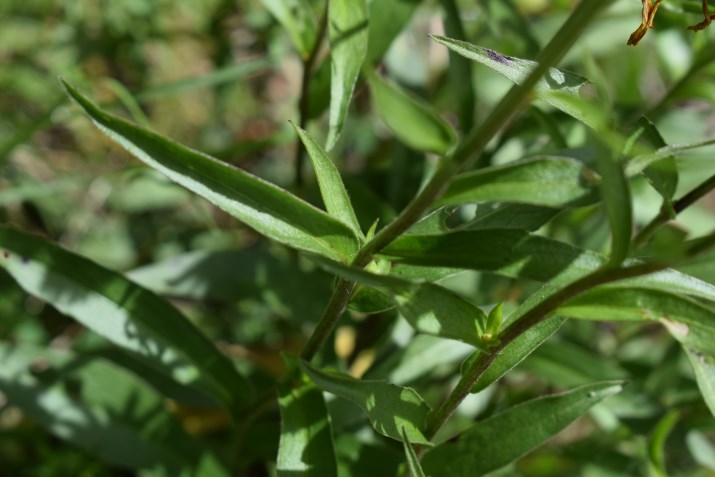 Buphthalmum salicifolia?