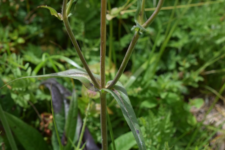 Knautia longifolia / Ambretta alpina