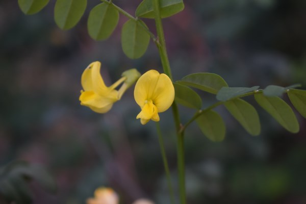 Fabacea: Emerus major (=Coronilla emerus)