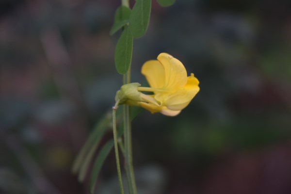 Fabacea: Emerus major (=Coronilla emerus)