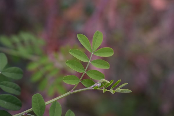 Fabacea: Emerus major (=Coronilla emerus)