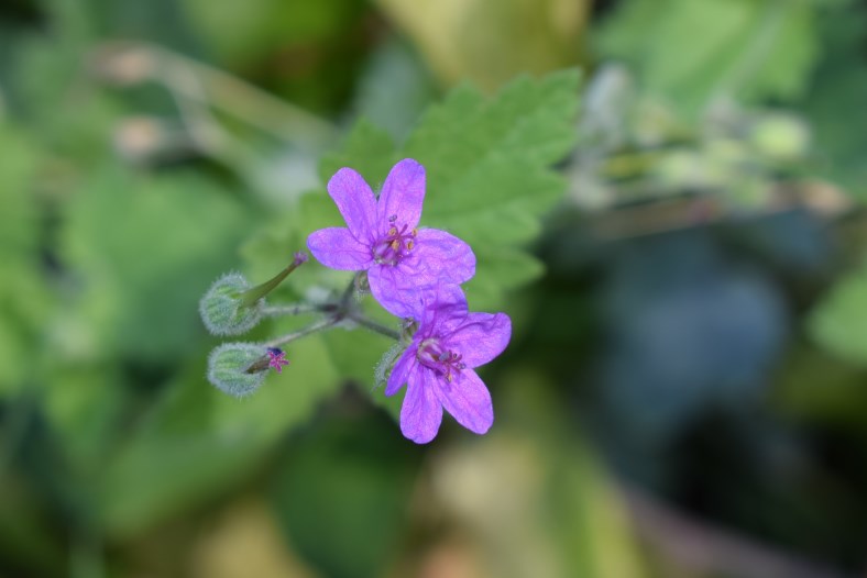 Erodium sp.