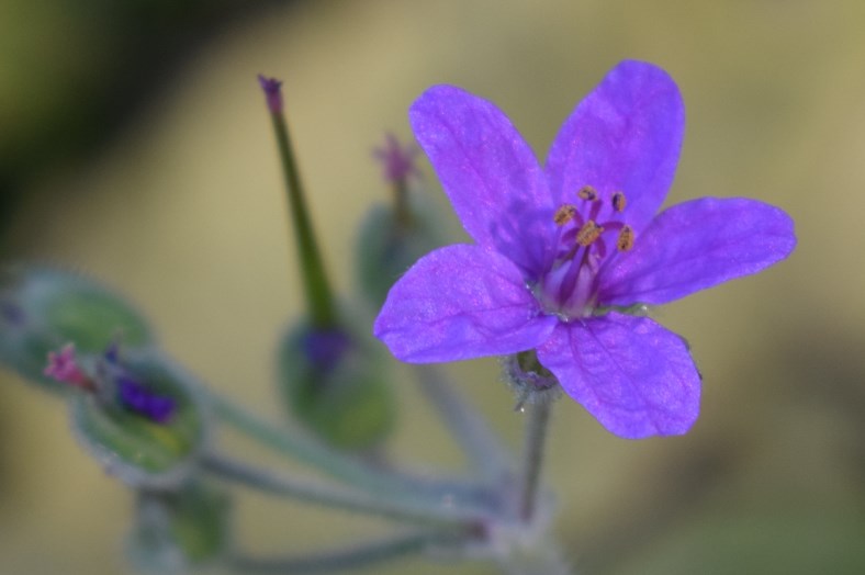 Erodium sp.