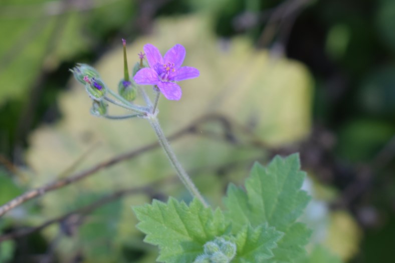 Erodium sp.