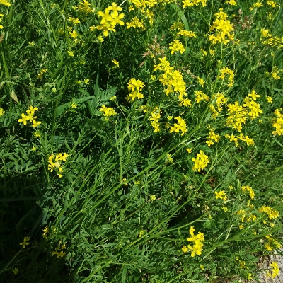 Brassicacea?