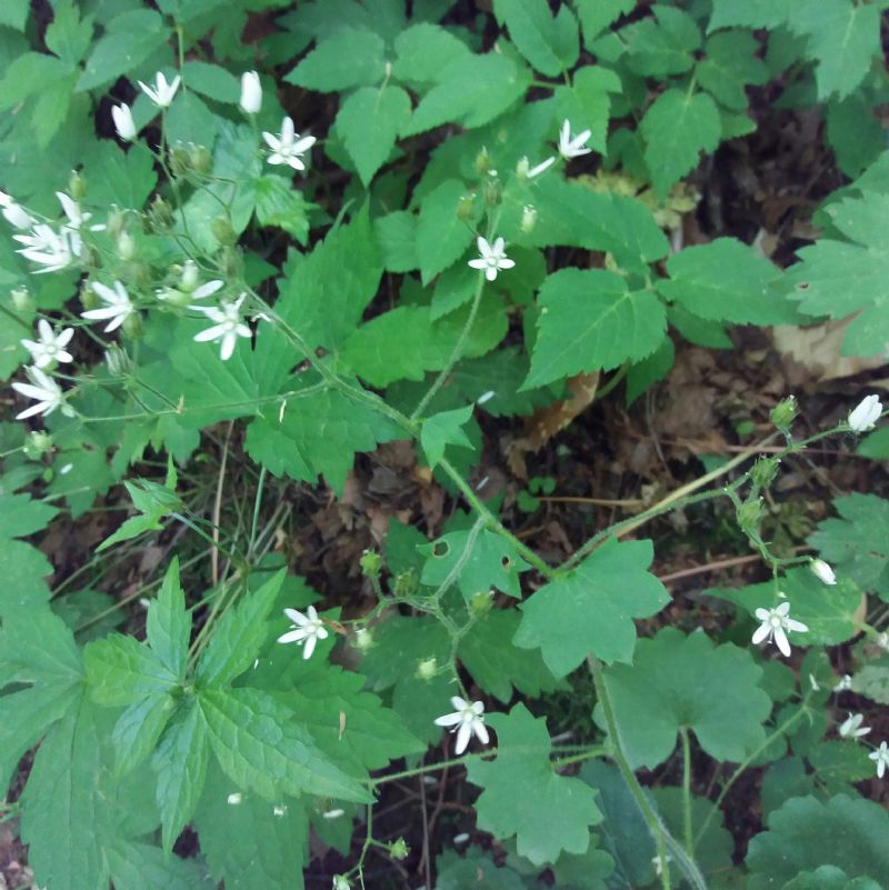 Saxifraga rotundifolia