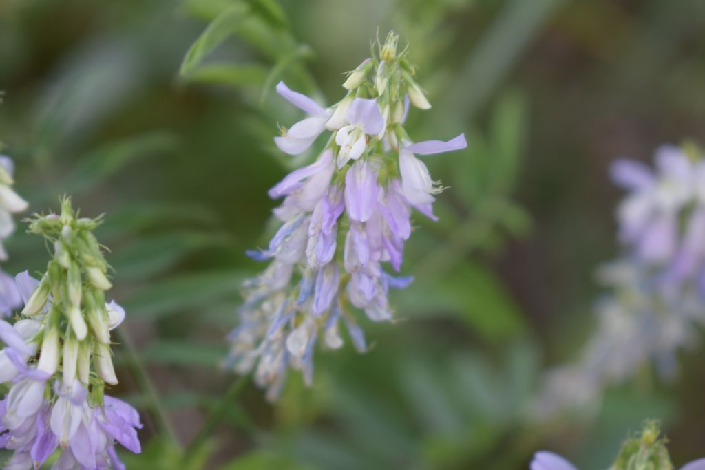 Galega officinalis  (Fabaceae)