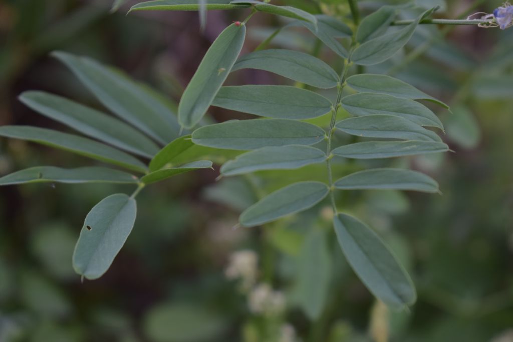 Galega officinalis  (Fabaceae)