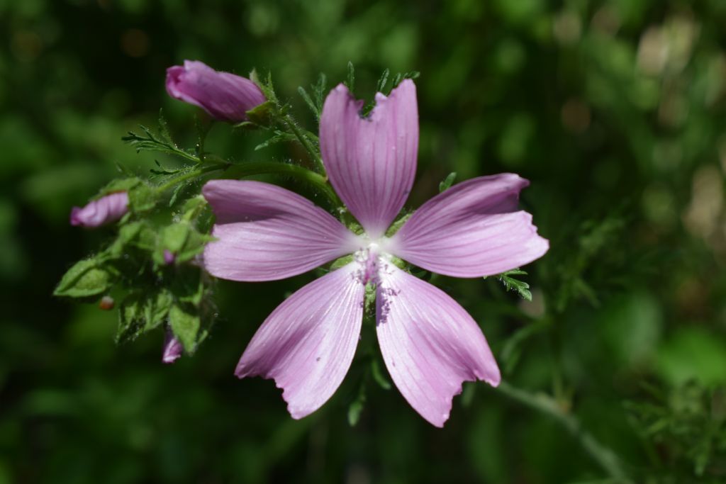 Malva moschata