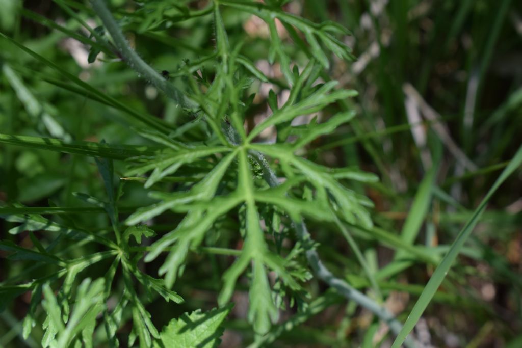 Malva moschata