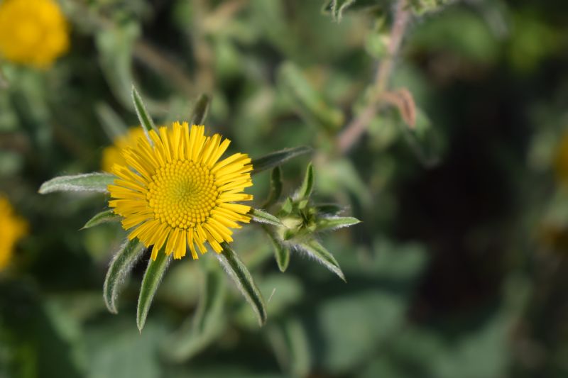 Asteracea - Pallenis spinosa