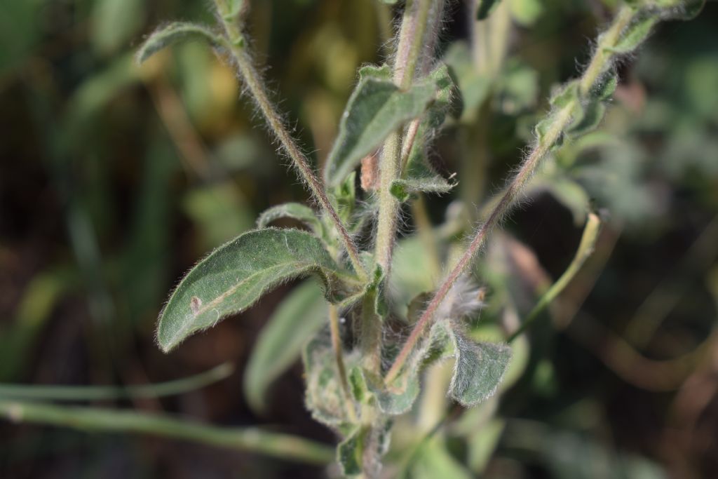 Asteracea - Pallenis spinosa